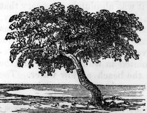 Click to enlarge Investigator Tree, Sweers Island