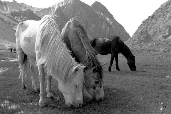 Horses_in_Zanskar.jpg