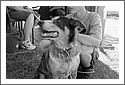 DSC_4562_Blind_Kids_Dog.jpg