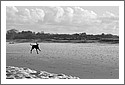 beach_DSC_4290_dog.jpg