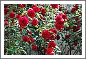 DSC_7157_Roses.jpg