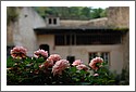 DSC_7200_Roses_Gorze_58.jpg