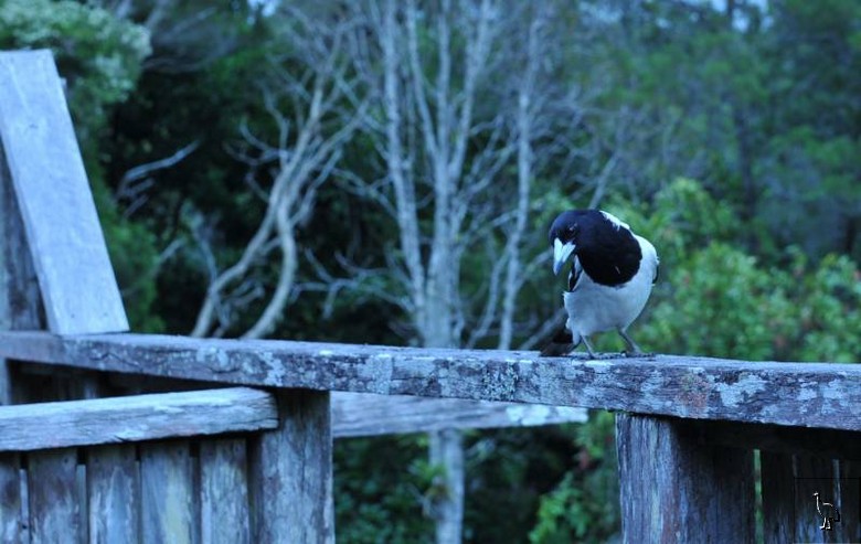 D7C_6996_butcher_bird.jpg