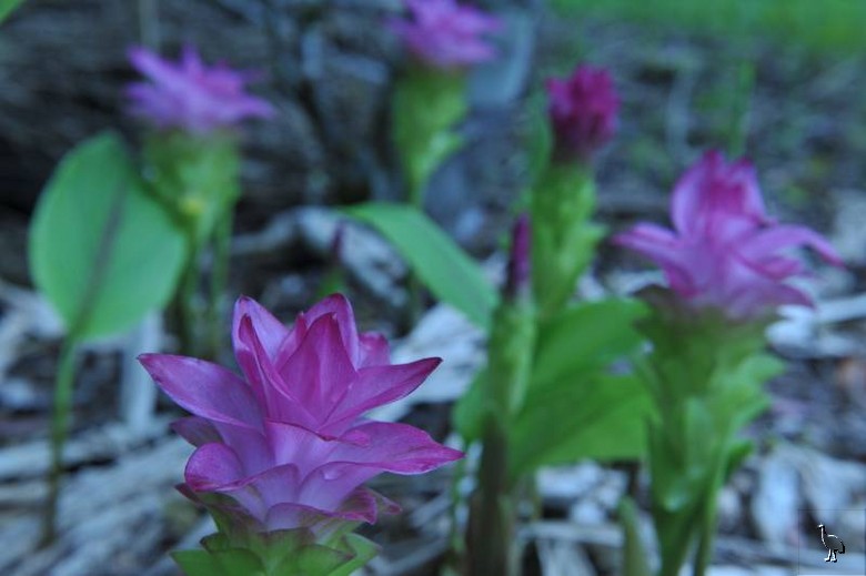 D7C_7003_Cape_York_Ginger.jpg