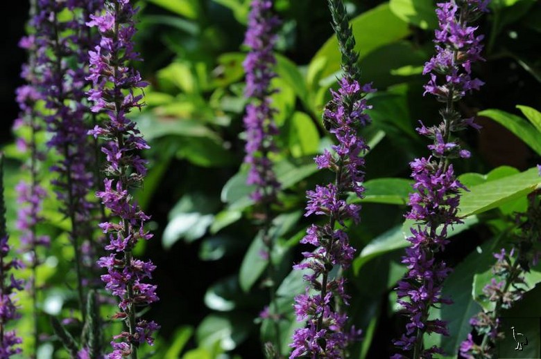 D7C_4854_flowers_bee.jpg