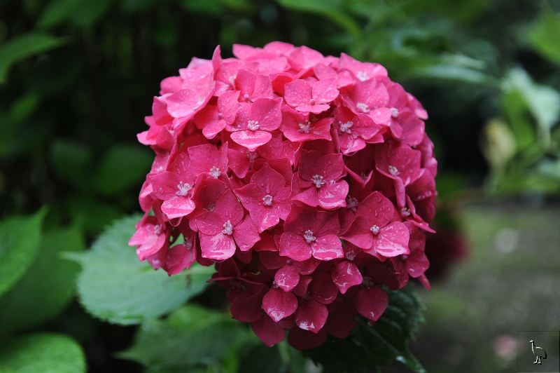 D7C_5368_Thun_Hydrangea.jpg