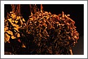 D7C_9886_dried_flowers.jpg