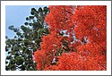 D7C_2996_red_tree_Mullum.jpg