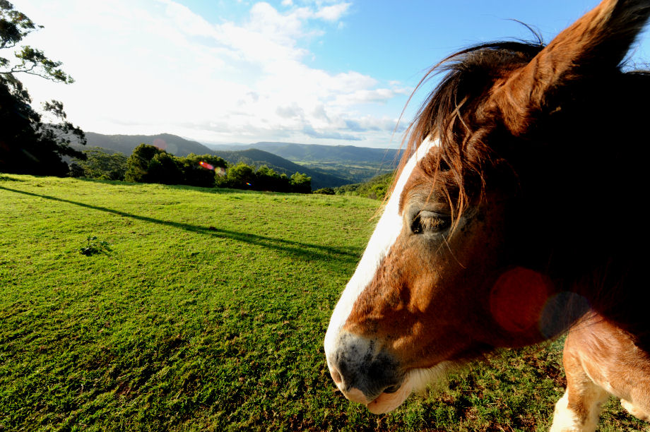 DSC_2031_Horses.jpg