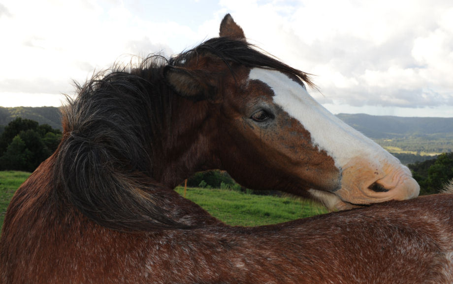 DSC_3998_Clydesdale.jpg