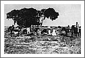 Investigator-Tree-Sweers-1871.jpg