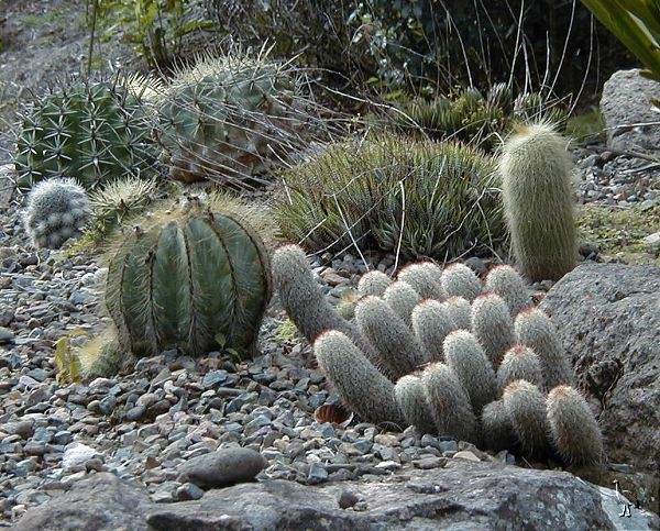 Cactus_Garden_2002_05.jpg