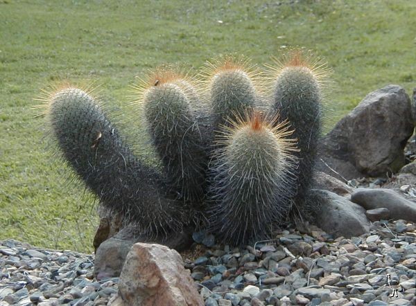 Cactus_Garden_2002_06.jpg