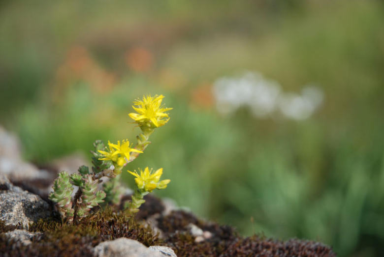 French_succulents_DSC_2520.jpg