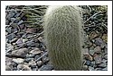 Cactus_Garden_2002_Hairy_Cactus.jpg