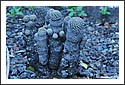 D7C_7019_cactus_garden_cropped.jpg