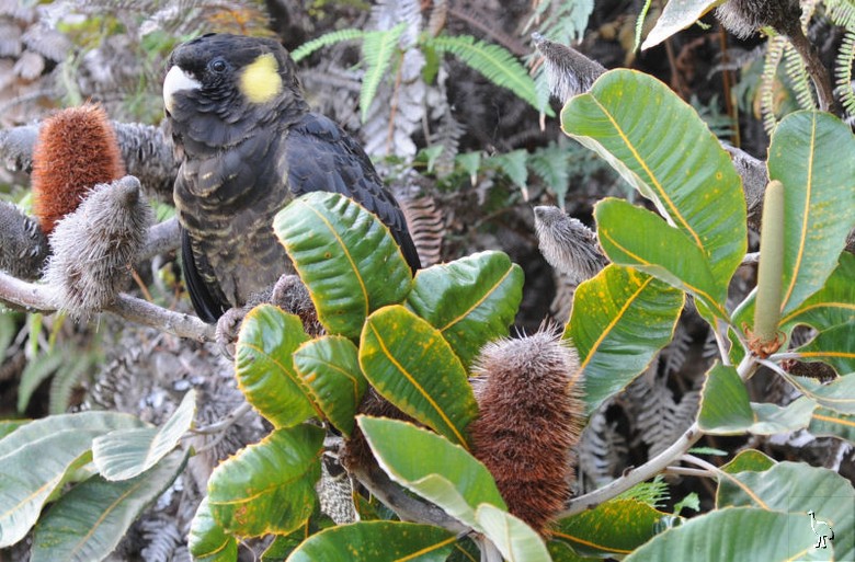 Parrots_DSC_1061_Calyptorhynchus_funereus.jpg