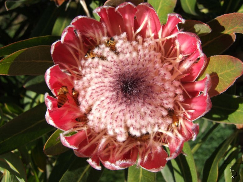 Protea_DSCF2039_bees.jpg