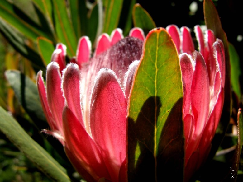 Protea_DSCF2042.jpg