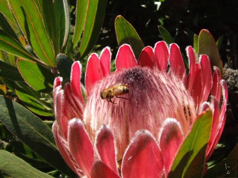 Protea_DSCF2043_bees.jpg