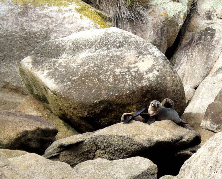 Seals_NZ_DSCF2141.jpg