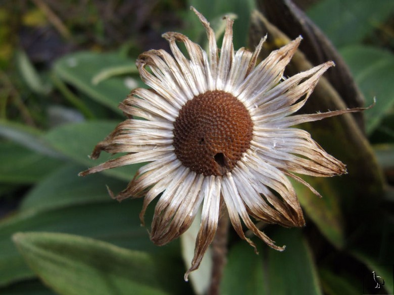 Wildflower_NZ_DSCF1425.jpg