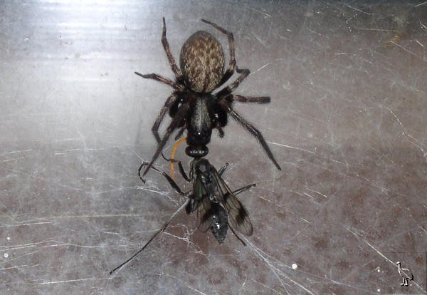 spider_fly.jpg