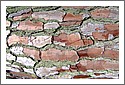 Bark_pattern_DSCF2453.jpg