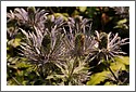 Bees_Pannicaud_Chagal_D7C_2986.jpg