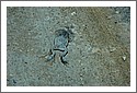Canetoad_DSC_0855.jpg
