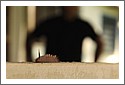 Caterpillar_D7C_1267_unicorn_bug2.jpg