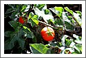 Thorny tomato-like fruit, Mt Chincogan NSW