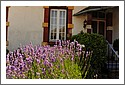 Lavender, Ars sur Moselle, France