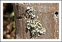 Lichen.jpg