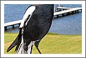 Magpies.jpg
