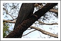 Parrots_DSC_1108_parrot.jpg