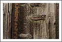 Wood_Swiss_Alps_D7C_3222.jpg