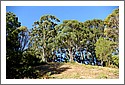 cows_gumtrees.jpg