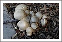 mushrooms.jpg