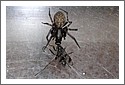 spider_fly.jpg