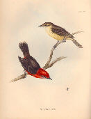 Pyrocephalus nanus