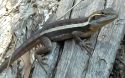Skink - Lawn Hill Gorge